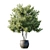 3D Plant Model with High Polys 3D model small image 3