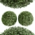 Dual Object Boxwood 3D Model 3D model small image 1