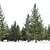 Spruce Forest 3D Model Render 3D model small image 4