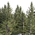 Spruce Forest 3D Model Render 3D model small image 11