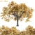 Autumn Maple Tree 3D Models 3D model small image 1