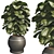 Compact Glossy Ficus Lyrata Bambino 3D model small image 1