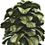 Compact Glossy Ficus Lyrata Bambino 3D model small image 2