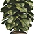 Compact Glossy Ficus Lyrata Bambino 3D model small image 3