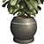 Compact Glossy Ficus Lyrata Bambino 3D model small image 4