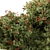 Berry Bush Set 97: Garden Delight 3D model small image 3