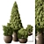 Pine Garden Plant Outdoor Green 3D model small image 1