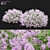 Syringa Meyeri Bushes Set | 3D Models 3D model small image 1