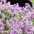 Syringa Meyeri Bushes Set | 3D Models 3D model small image 3