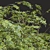 Ziziphus Jujuba 3D Plant Models 3D model small image 4