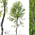 Fagus Tree 3D Model 3D model small image 1