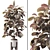 Elegant Ficus Elastica Tree Model 3D model small image 1