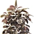 Elegant Ficus Elastica Tree Model 3D model small image 5