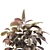 Elegant Ficus Elastica Tree Model 3D model small image 6