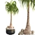 Exotic Ponytail Palm Tree Model 3D model small image 1