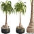 Exotic Ponytail Palm Tree Model 3D model small image 2