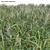 Complete 3D Miscanthus Plant Models 3D model small image 3