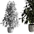 Ficus Plant 3D Model Vase 3D model small image 4