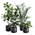 Exotic Indoor Plants Collection - 31 3D model small image 1