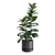 Exotic Indoor Plants Collection - 31 3D model small image 4