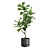 Exotic Indoor Plants Collection - 31 3D model small image 5