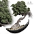 162 Bonsai Indoor Plant	Model 3D model small image 1