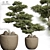 2015 Version Bonsai Plant 163 3D model small image 1