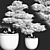 2015 Version Bonsai Plant 163 3D model small image 2