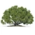 Large Moreton Bay Fig Tree 3D model small image 2