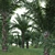 Diverse 3D African Oil Palm 3D model small image 2