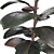 Glossy Ficus Elastica Indoor Plant 3D model small image 5