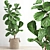 Polygonal Ficus Lyrata 3D Model 3D model small image 1