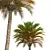 Phoenix Canariensis Decorative Garden Plant 3D model small image 4