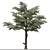 European Common Ash Tree Pair 3D model small image 2