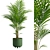 Tropical Beauty Areca Palm 3D model small image 2