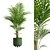 Tropical Beauty Areca Palm 3D model small image 8