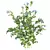 Lush 3D Plant Collection Variety 3D model small image 3