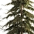 Evergreen Trees Collection for Landscape Design 3D model small image 6