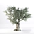 VRay Olive Tree 3D Model 3D model small image 4