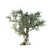 VRay Olive Tree 3D Model 3D model small image 5