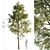 Corona Pine Tree Model 3D model small image 3