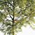 Corona Pine Tree Model 3D model small image 4