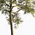 Corona Pine Tree Model 3D model small image 5