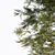 Corona Pine Tree Model 3D model small image 1