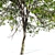 Oregon Ash 3D Tree Model 3D model small image 4