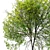 Oregon Ash 3D Tree Model 3D model small image 5