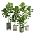 Elegant Ficus Lyrata Fig Tree 3D model small image 1