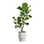 Elegant Ficus Lyrata Fig Tree 3D model small image 4