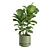 Elegant Ficus Lyrata Fig Tree 3D model small image 5