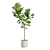 Elegant Ficus Lyrata Fig Tree 3D model small image 6